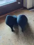 Дамски обувки, снимка 2