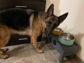 Поставка за храна/вода - куче, коте , снимка 15