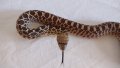 Продавам Бул Снейк, Bull snake, , снимка 3