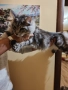Мъжки мейн куун котенца , снимка 6