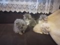 4 персийски котенца, снимка 3