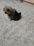 Mini Pomeran, снимка 5