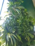 Растение,Шефлера,дърво,зелено,богато за декорация, снимка 3