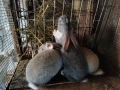 Продавам зайци., снимка 4