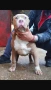 Американско були хл American bully XL, снимка 7