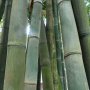 40 броя редки бамбукови семена зелен бамбук Moso-Bamboo Pla мосо бамбо растение декорация украса за , снимка 7
