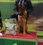Развъдник за Немско Овчарко Куче von Haus Evelin , снимка 3