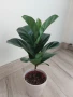 Фикус Лирата, снимка 2