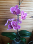 Орхидея, снимка 1 - Стайни растения - 44878513