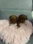 пудел Той/Тийкъп пудел , снимка 1