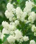 Цеанотусът (Ceanothus) или калифорнийският люляк Налични 3 вида, снимка 5