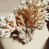 Корал огромен естествен бял австралийски , снимка 3 - Други - 43067100