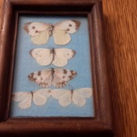 Колекция от пеперуди рамкирани  120лв за всички , снимка 5 - Колекции - 40701500