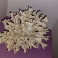 Естествен морски корал с леки забележки., снимка 2 - Декорация за дома - 43014347
