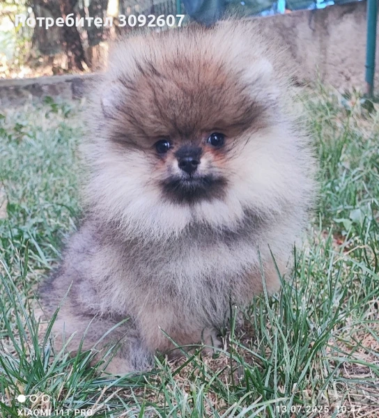 Померанче женско, снимка 1