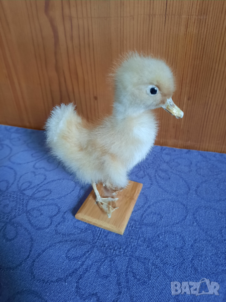 Сувенир патенце, снимка 1