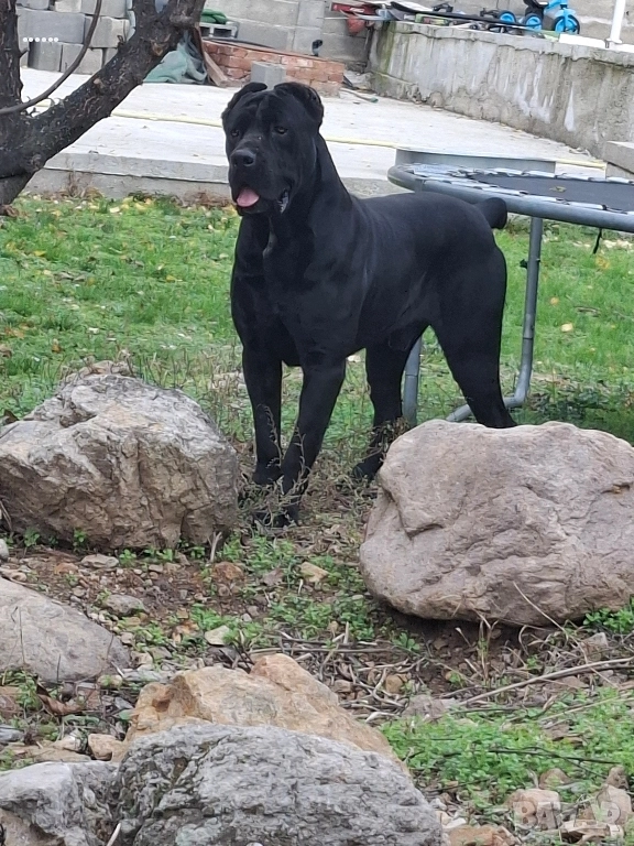 Кане Корсо Мъжки, снимка 1