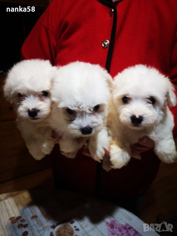 продавам малтийски болонки, снимка 1