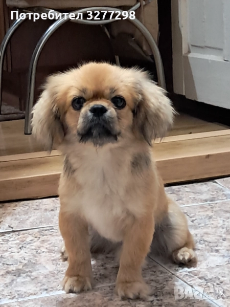 Продавам два мъжки пекинеза , снимка 1