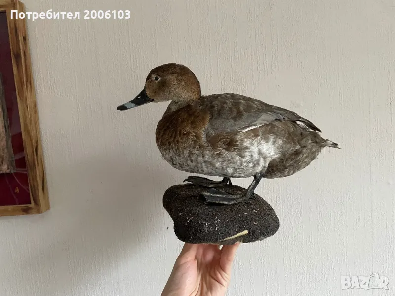 Препарирани животни, снимка 1