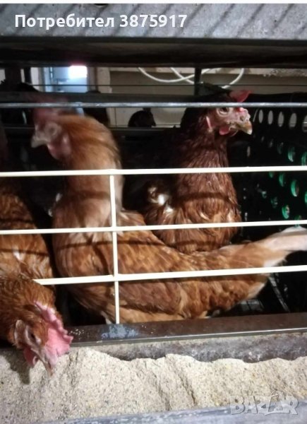 продавам кокошки носачки за яйца, снимка 1