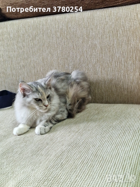 Мейн Кун , снимка 1