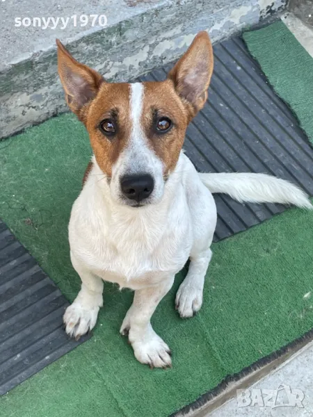 ДЖАК СИ ТЪРСИ ЖЕНСКА 0804252014, снимка 1