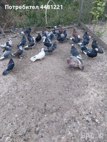 подарявам гълъби , снимка 1