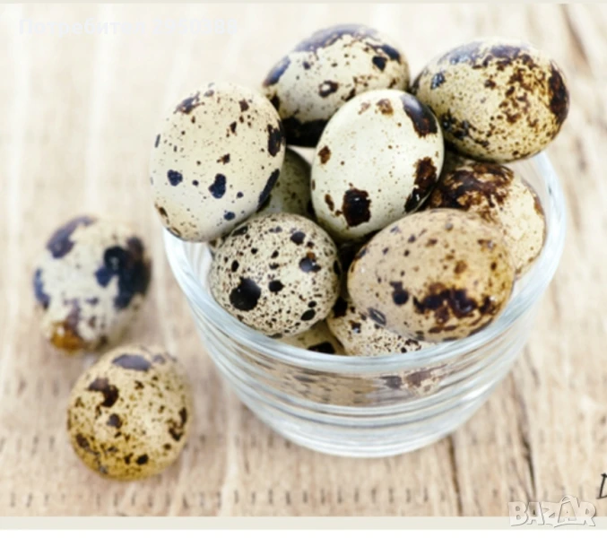 Пъдпъдъци яйца пресни за консумация и люпене, снимка 1