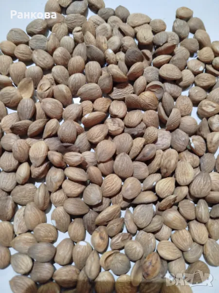 Горчиви кайсиеви ядки , снимка 1