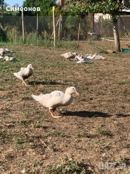 Патици Мюлари, снимка 1