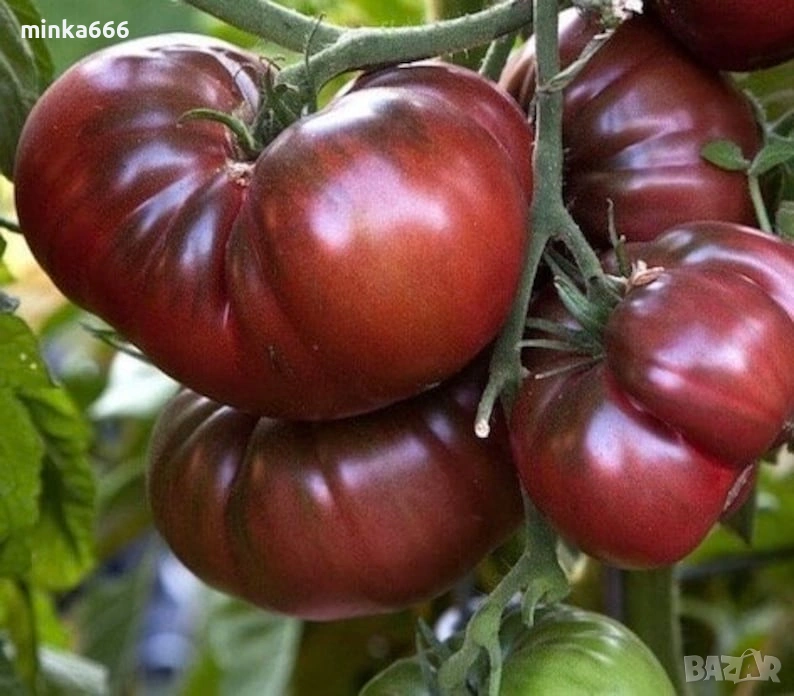 40бр.семена за шоколадови домати., снимка 1
