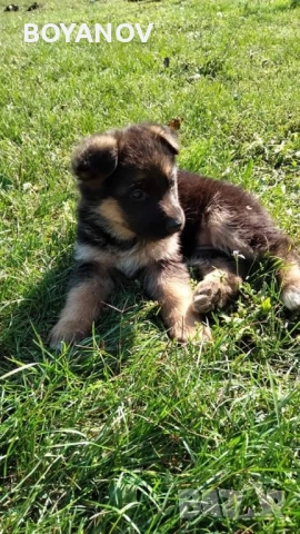 немски овчарки, снимка 6 - Немска овчарка - 52222806