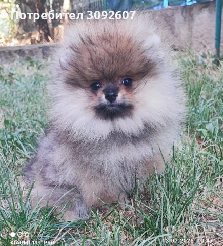 Померанче женско