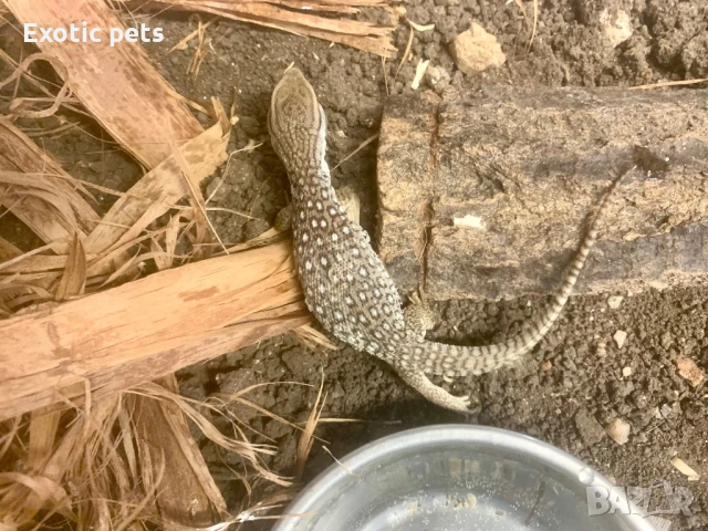 Саванно варанче 