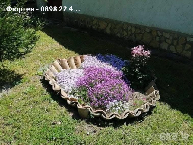 Флокс субулата (Phlox subulata) – пълзящ флокс, снимка 8 - Разсади - 37605672