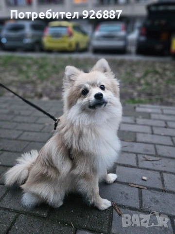 Мъжки померан мини шпиц