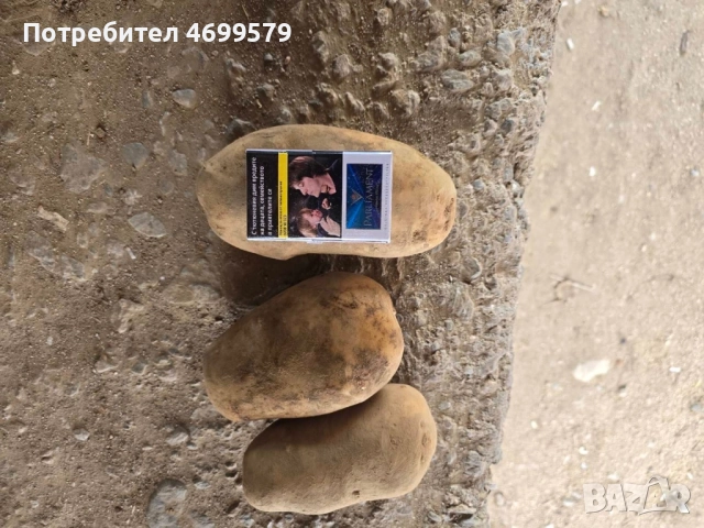 Вкусни картофи от производител , снимка 4 - Домашни продукти - 52976615