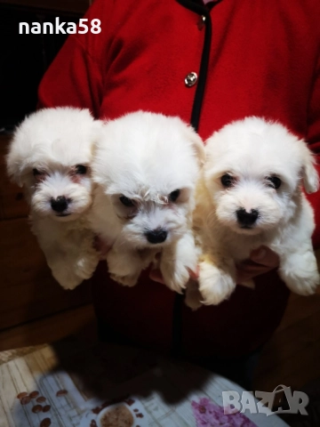 продавам малтийски болонки