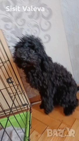 ТОЙЧЕ 💗  пудел момче