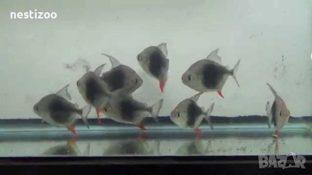 Сребърен Долар-БЛЕКБЪРИ