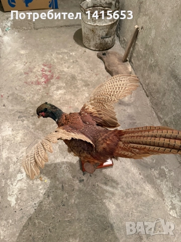 Продавам препариран фазан, снимка 5 - Други ценни предмети - 52925483