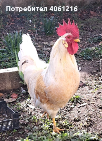 Петли и кокошки Пловдив , снимка 4 - други­ - 52627686