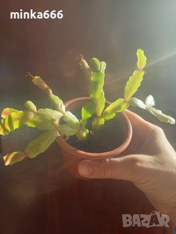 Виолетово коледниче., снимка 2 - Стайни растения - 52879096