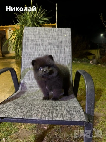 Померан момиче със втора ваксина, снимка 4 - Померан - 53350738