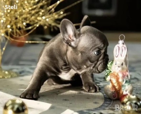 Френски булдог сини 