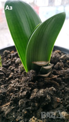 Продавам цветя Амарилис, преди цъфтеж - бели с червени ивици, снимка 9 - Стайни растения - 43359621