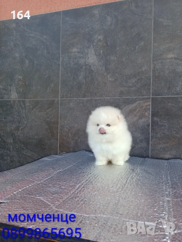 Мъжки мини Померан. Реални снимки от 19.01.26 г. , снимка 4 - Померан - 53125648
