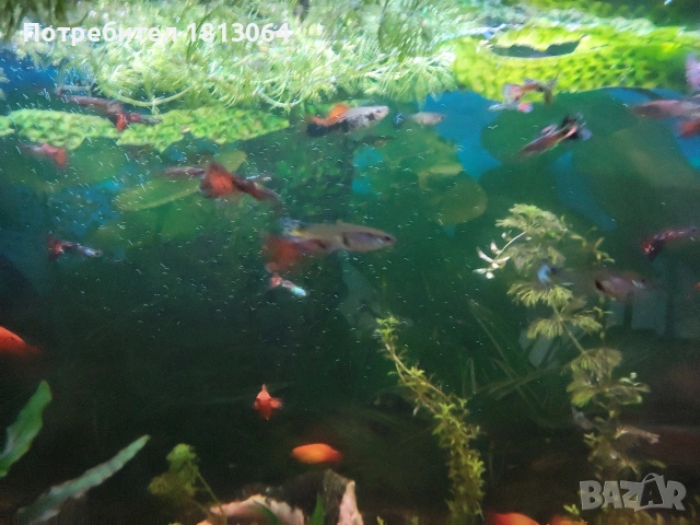 Декоративни рибки , снимка 2 - Рибки - 53498814