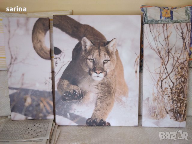 Картина от три части Пума 3D